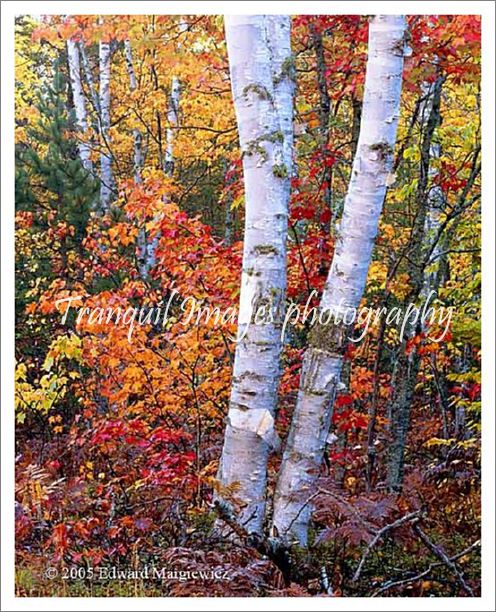 450265---Birches and brilliant colors. View 2 - Copy